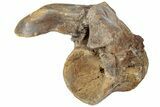 Hadrosaur (Lambeosaurus) Cervical Vertebra - Montana #234561-1